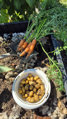 Ernte aus dem Garten